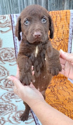 Щенок Чесапик-бей ретривер